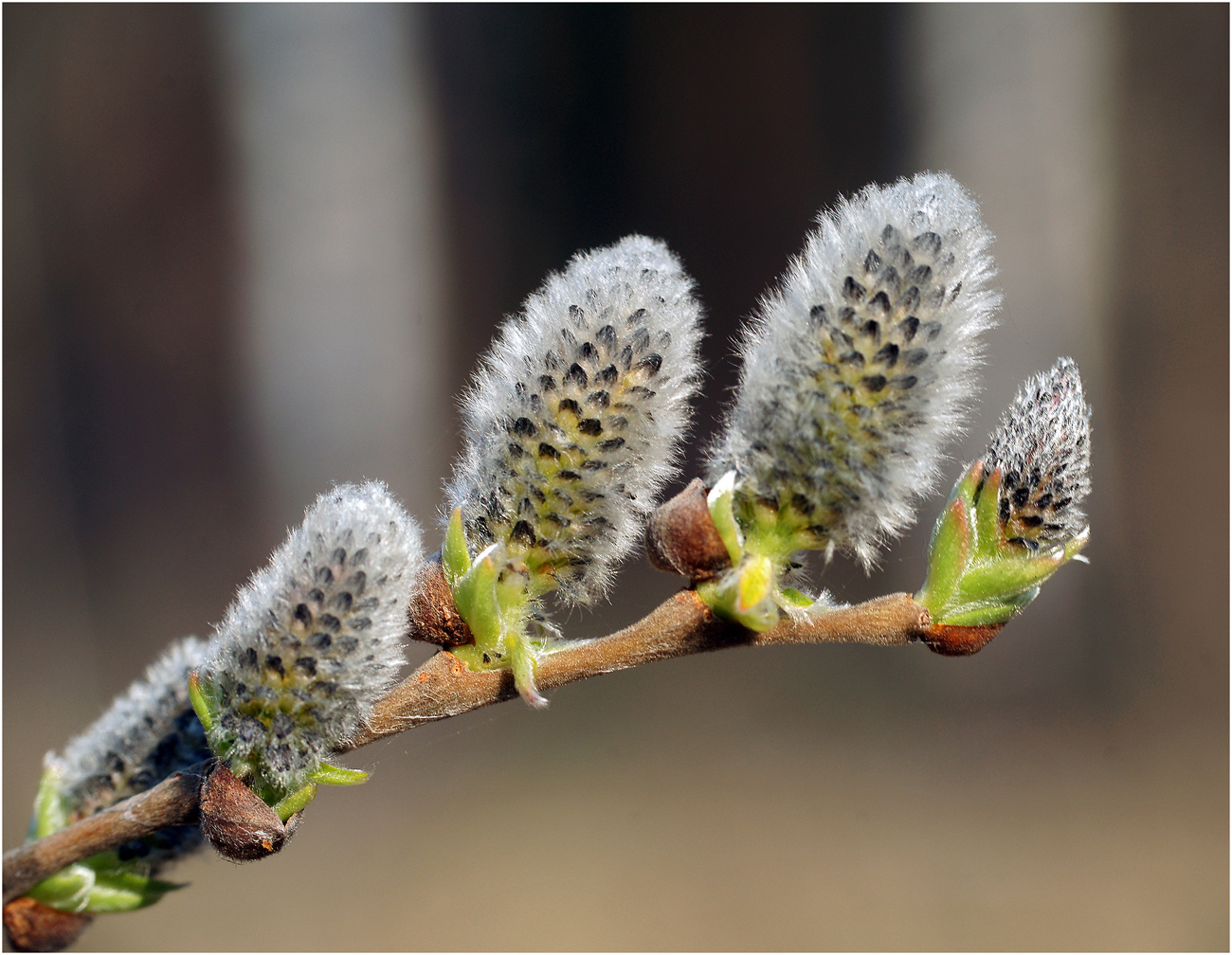 Изображение особи Salix caprea.