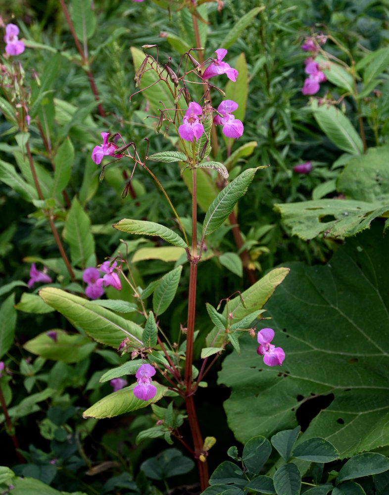 Image of Impatiens glandulifera specimen.