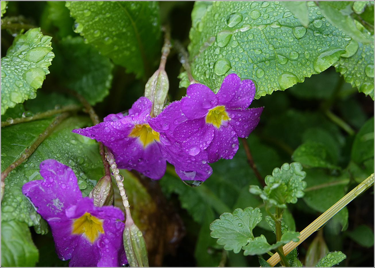 Изображение особи Primula vulgaris.