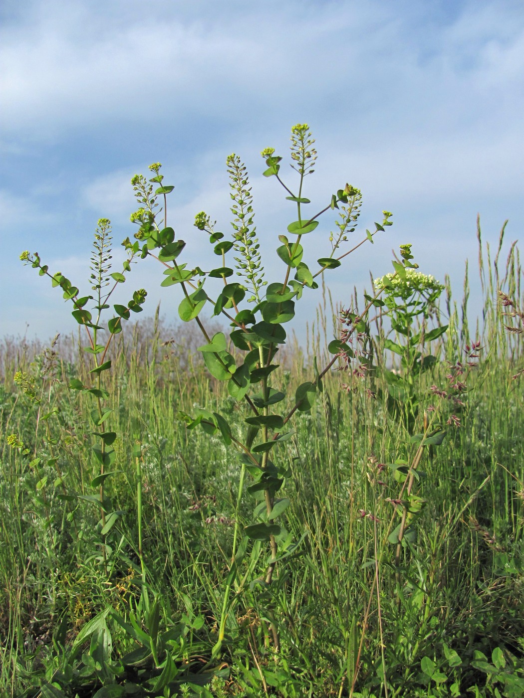 Изображение особи Lepidium perfoliatum.