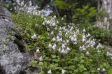 Linnaea borealis. Цветущие растения. Карачаево-Черкесия, Карачаевский р-н, долина р. Кичкинекол, выс. ≈ 2100 м н.у.м., участок соснового леса со скальными выходами. 16.07.2022.