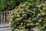 Lonicera caprifolium. Цветущее растение. Ленинградская обл., Приозерский р-н, дер. Борисово, ограда, в культуре. 21.06.2022.