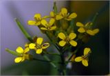 Erysimum cheiranthoides