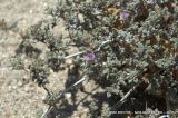 Tiquilia palmeri
