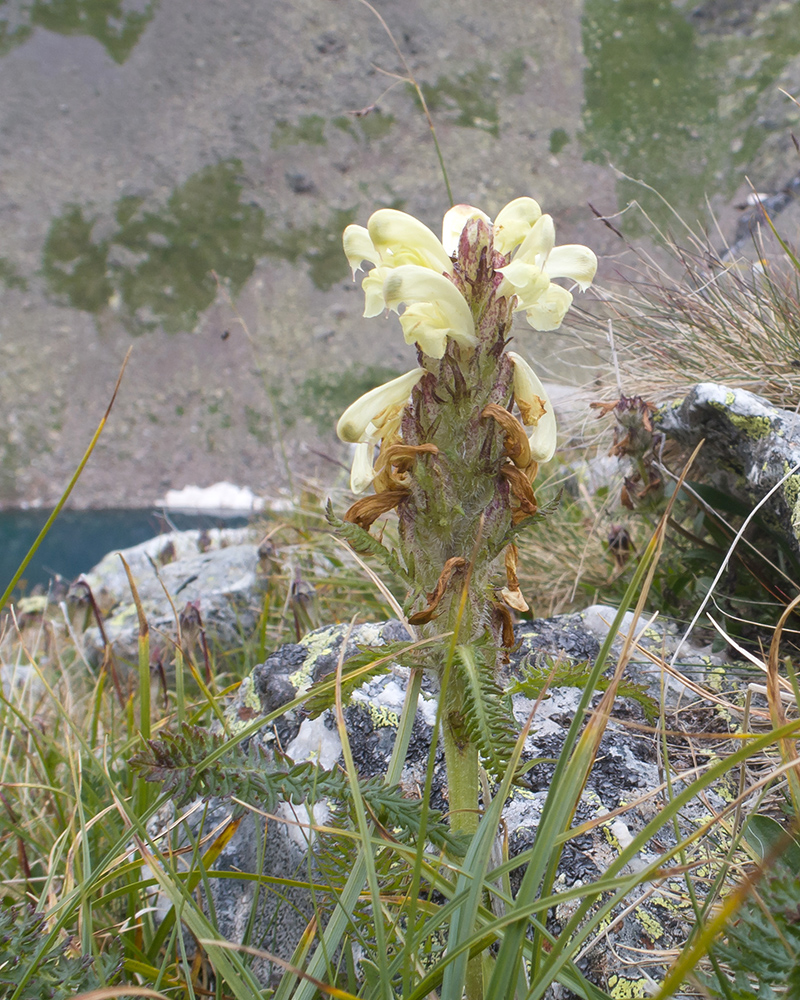 Изображение особи Pedicularis chroorrhyncha.