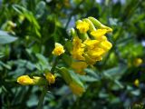 Astragalus tecti-mundi