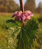 Phlomoides tuberosa