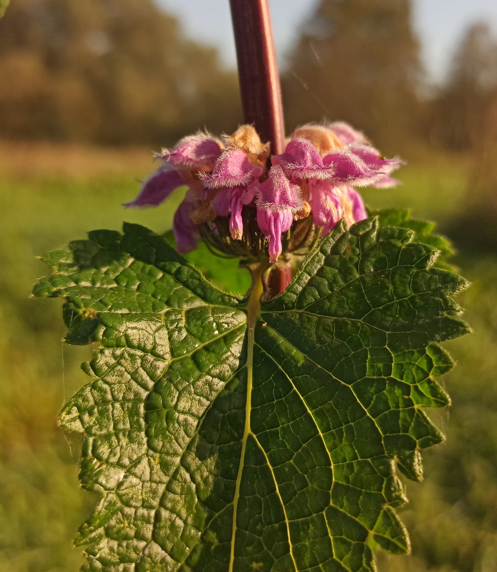 Изображение особи Phlomoides tuberosa.