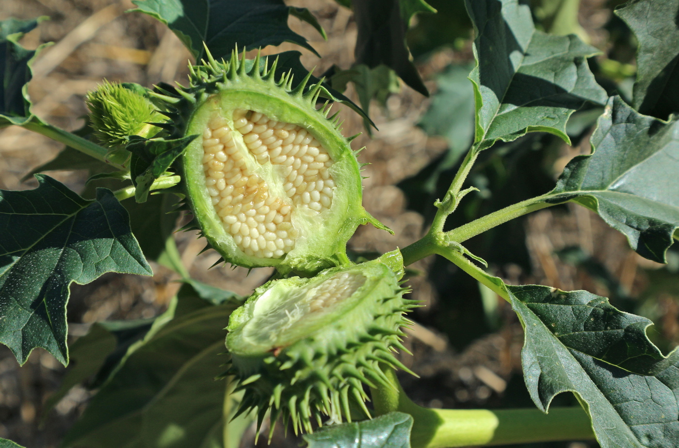 Image of Datura stramonium specimen.