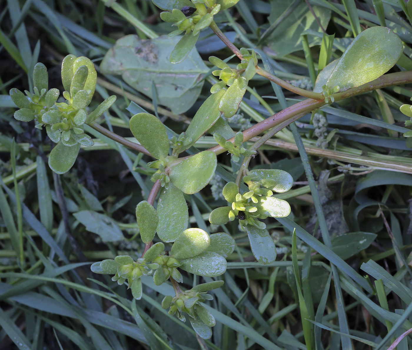 Изображение особи Portulaca oleracea.