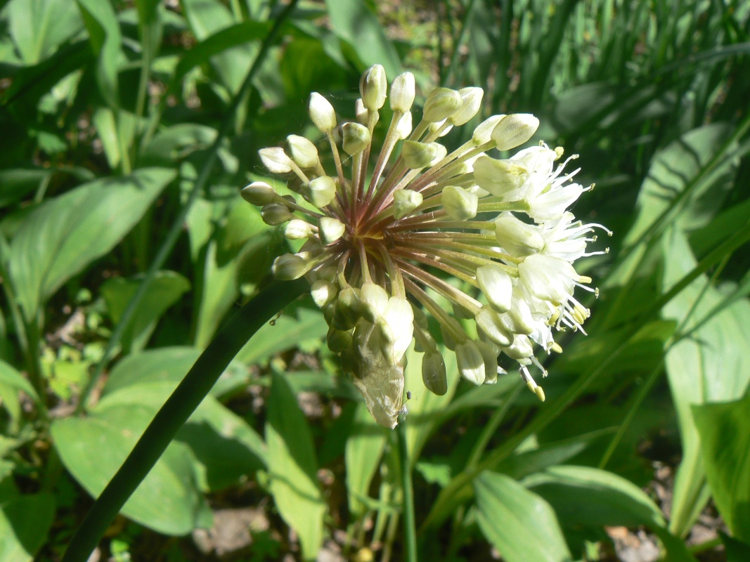 Image of Allium ochotense specimen.