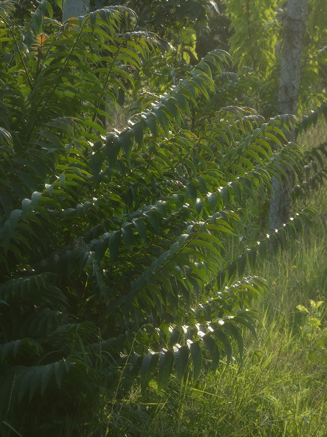 Изображение особи Ailanthus altissima.