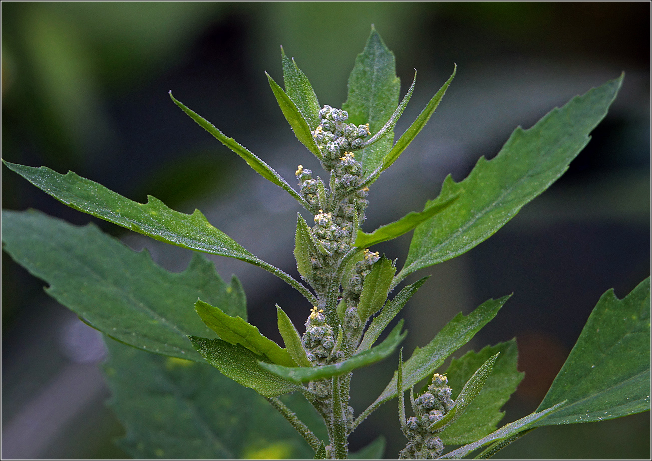 Image of Chenopodium album specimen.