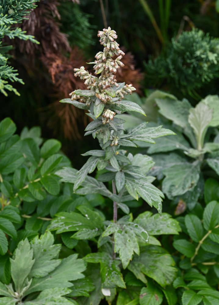Image of Artemisia koidzumii specimen.