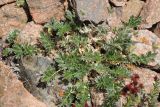 Potentilla pamiroalaica