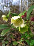 Helleborus caucasicus