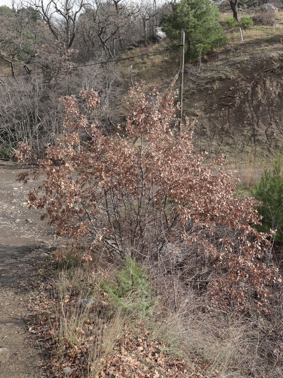 Image of Quercus pubescens ssp. crispata specimen.
