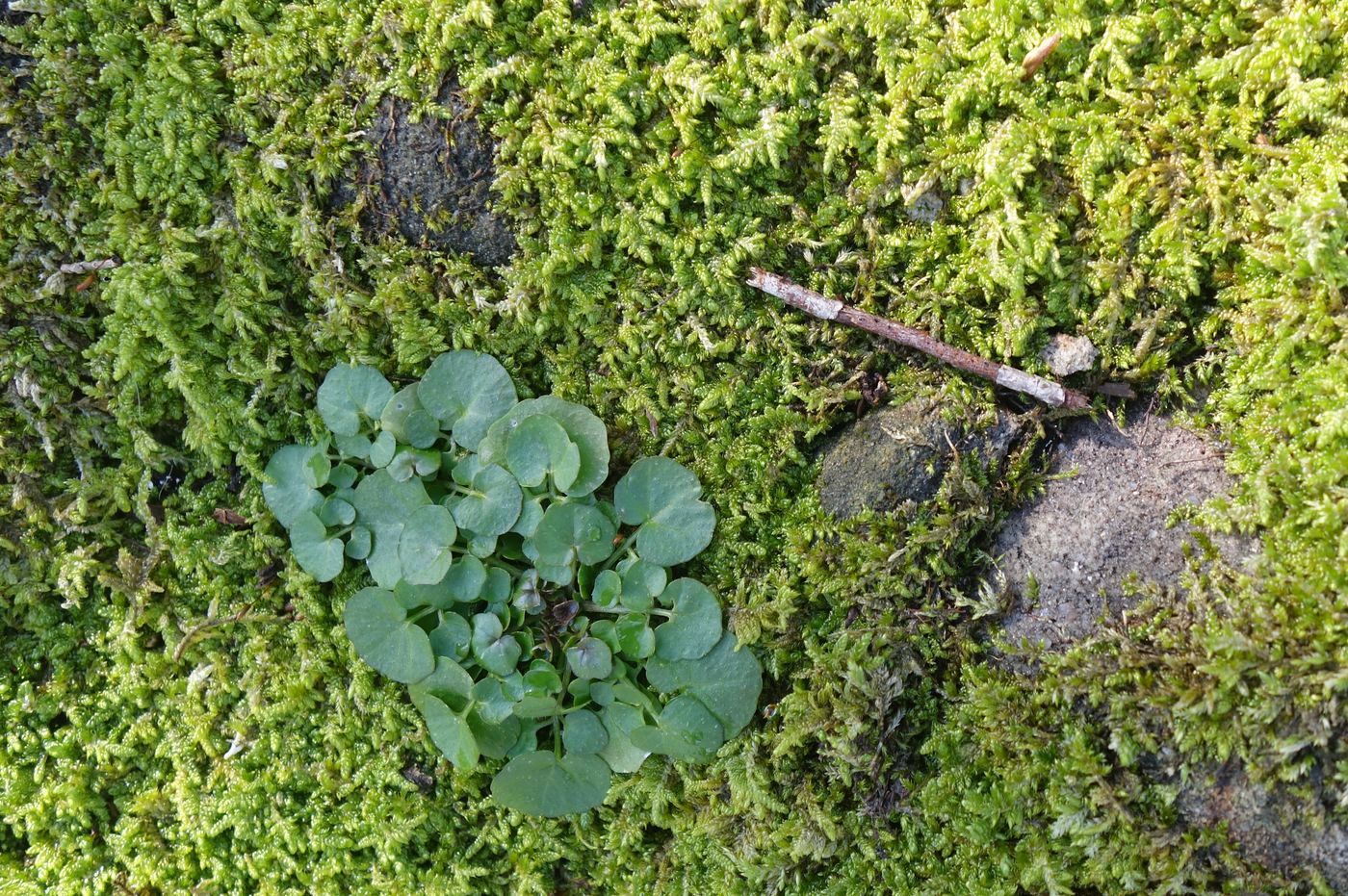 Image of Cardamine hirsuta specimen.