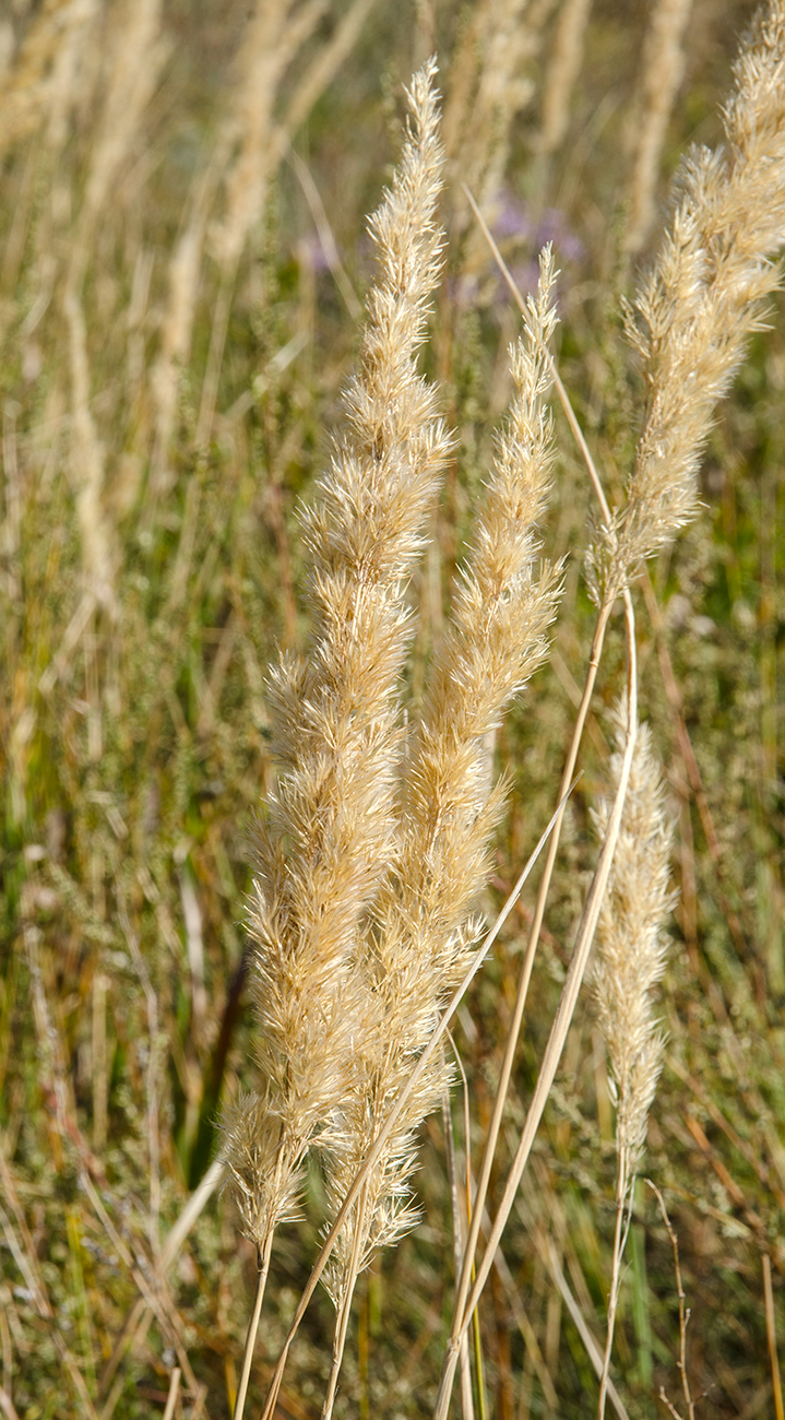 Изображение особи Calamagrostis epigeios.