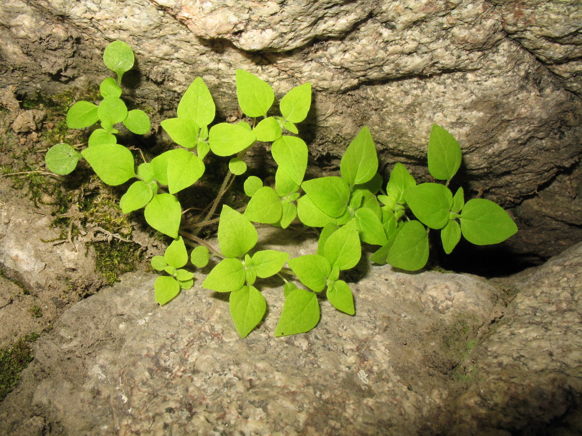 Изображение особи Parietaria micrantha.