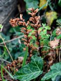 Orobanche hederae. Цветущие растения среди побегов Hedera. Грузия, Имеретия, г. Кутаиси, среди развалин, на камнях. 14.06.2023.