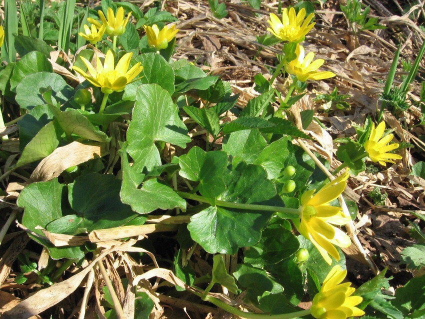 Image of Ficaria verna specimen.