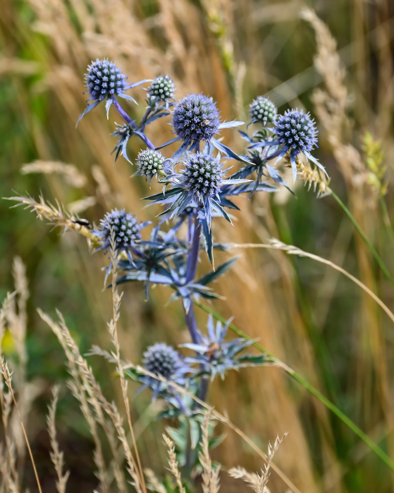 Image of Eryngium planum specimen.