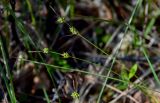 Carex globularis