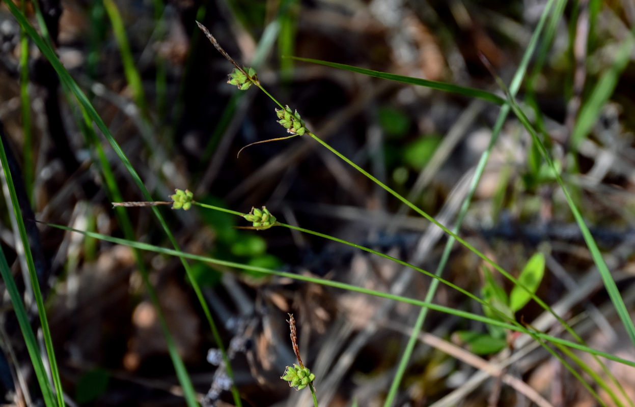 Изображение особи Carex globularis.