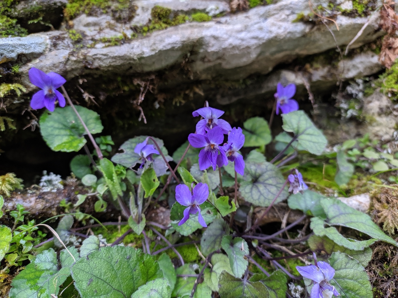 Image of Viola dehnhardtii specimen.