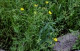 Potentilla recta. Цветущие растения в сообществе с Euphorbia и Poaceae. Грузия, Самцхе-Джавахети, окр. крепости Ацкури, каменистый участок лугового склона. 12.06.2023.