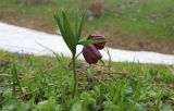 Fritillaria latifolia. Цветущее растение. Краснодарский край, Апшеронский р-н, гора Черногор, ≈ 1700 м н.у.м., субальпийский луг, на карсте. 08.05.2024.