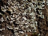 familia Physciaceae