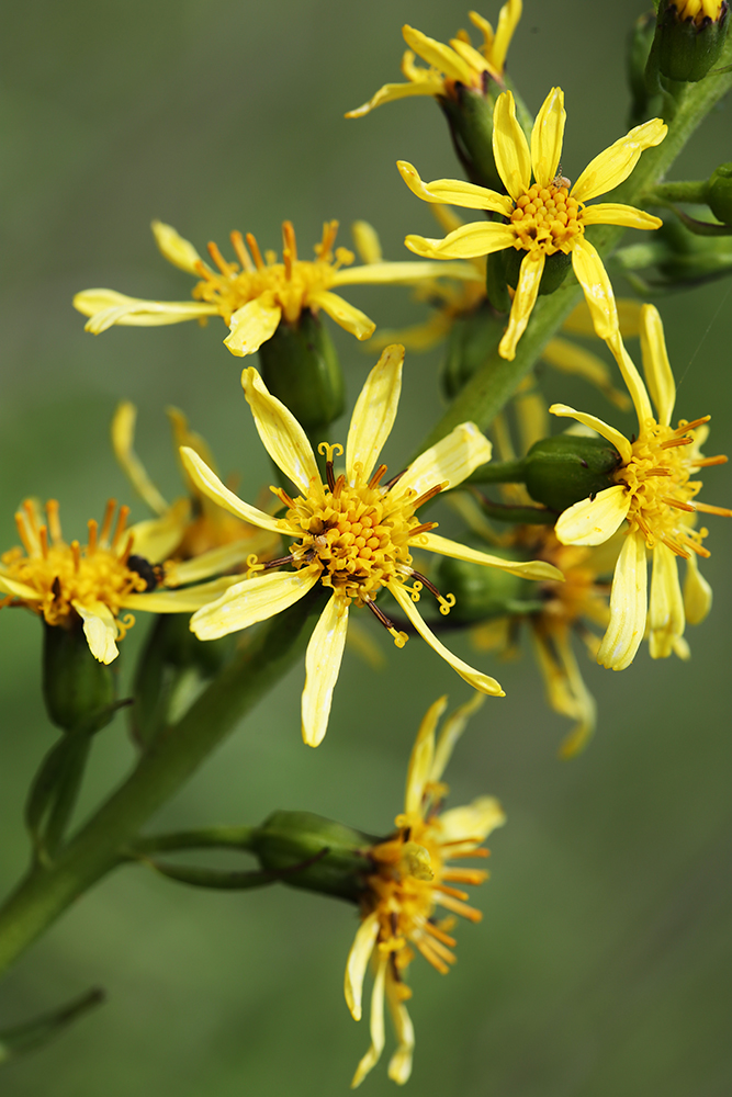 Изображение особи Ligularia splendens.