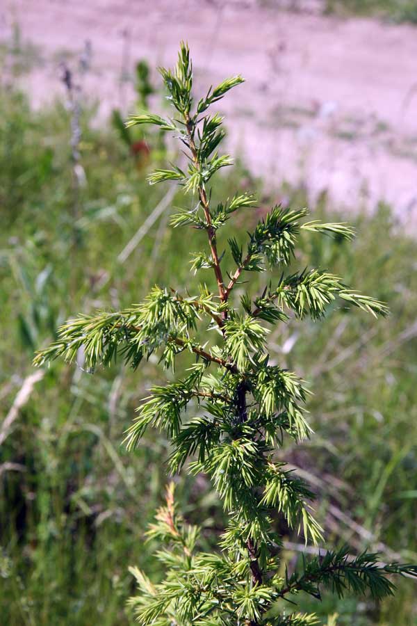 Image of Juniperus communis specimen.