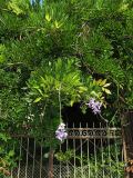 Wisteria sinensis