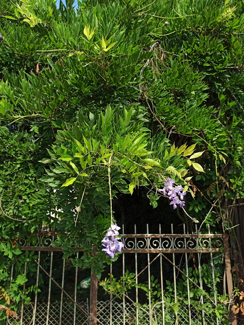 Image of Wisteria sinensis specimen.