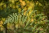 род Pteridium