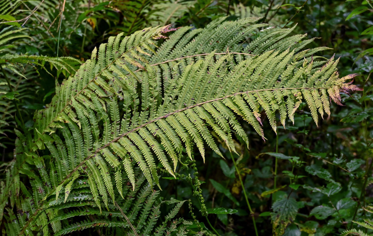 Image of Matteuccia struthiopteris specimen.