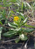 Senecio pseudoarnica
