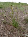 Plantago salsa