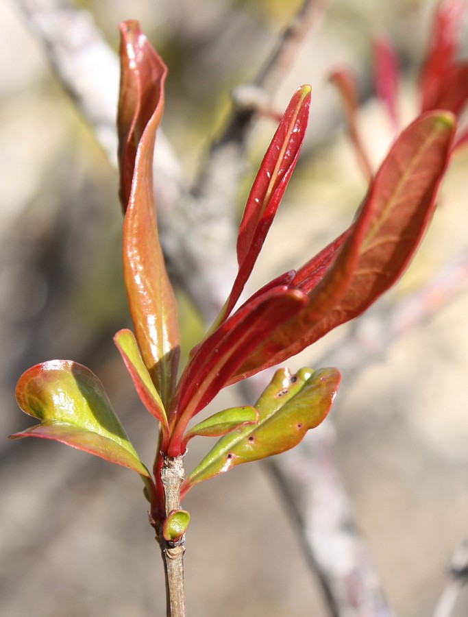 Изображение особи Punica granatum.