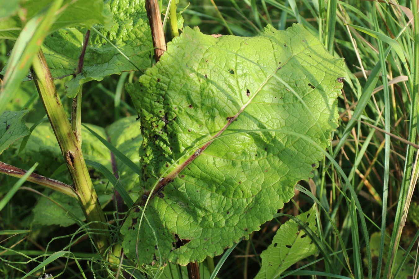 Image of Verbascum nigrum specimen.