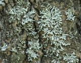Physcia adscendens
