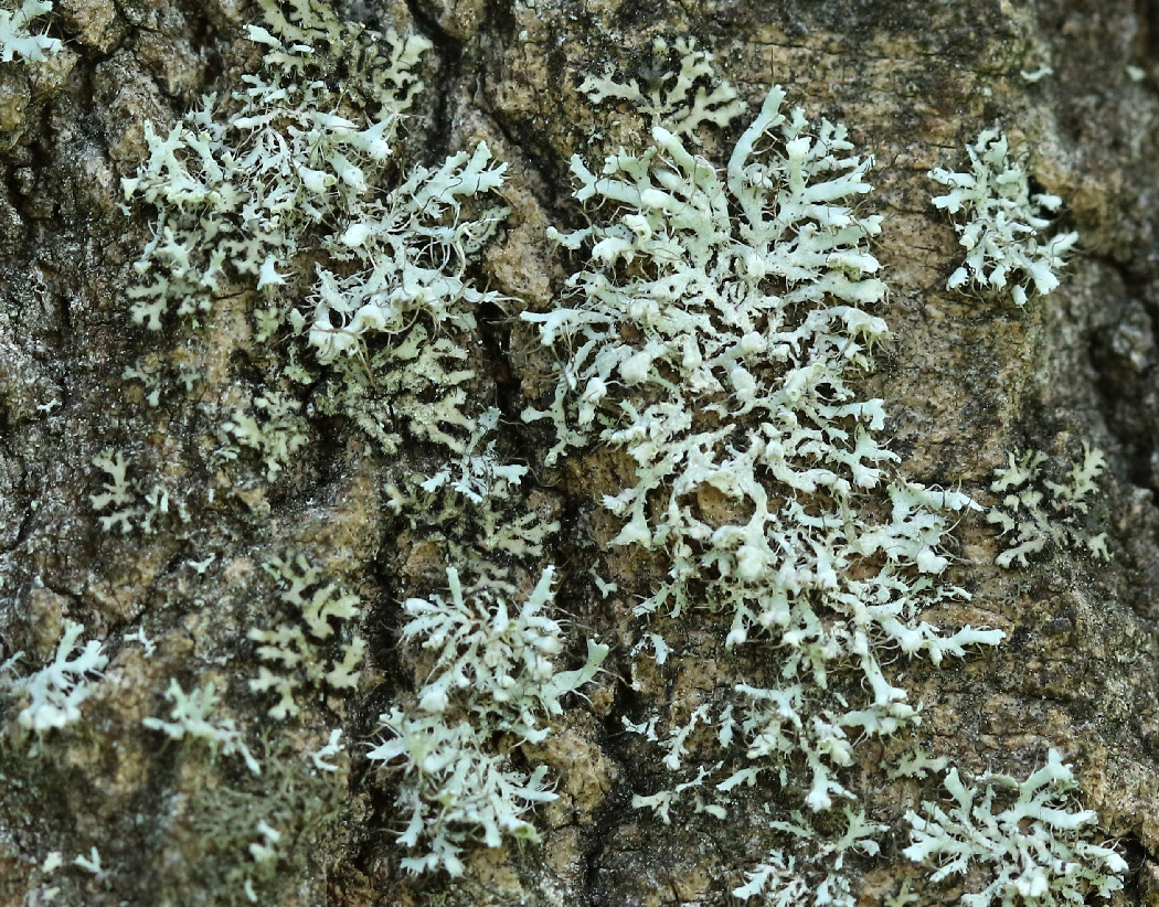 Изображение особи Physcia adscendens.
