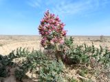 Megacarpaea megalocarpa. Цветущее растение. Казахстан, Туркестанская обл., Сузакский р-н, окр. пос. Кызымшек (Степной), Западная Бетпак-Дала, в глинисто-мелкоземистой пустыне. 6 апреля 2025 г.