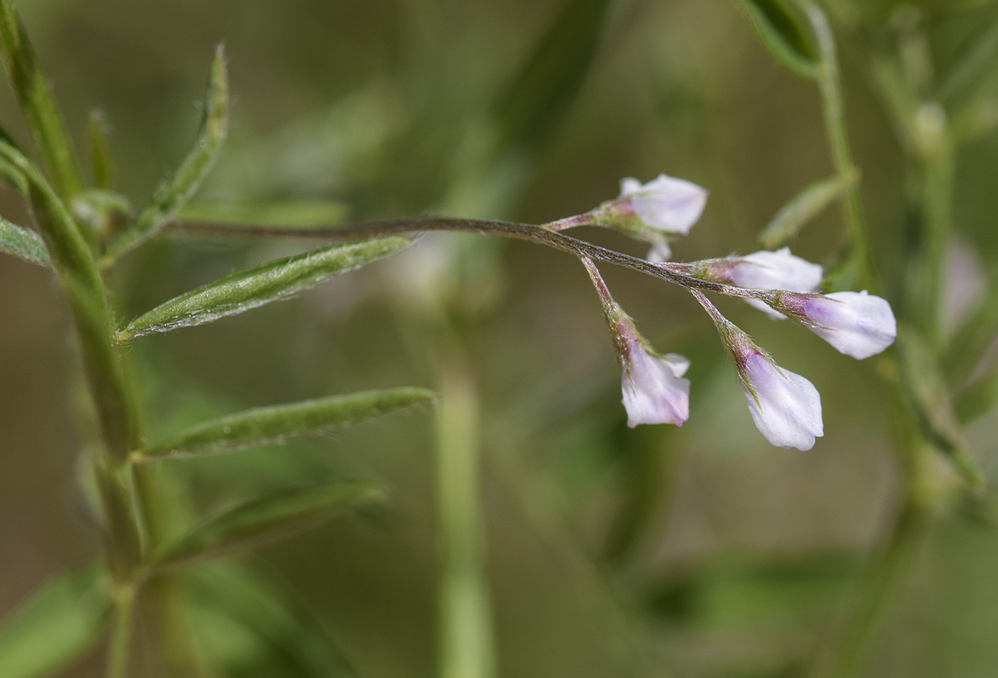 Image of Vicia parviflora specimen.