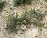 Genista tetragona