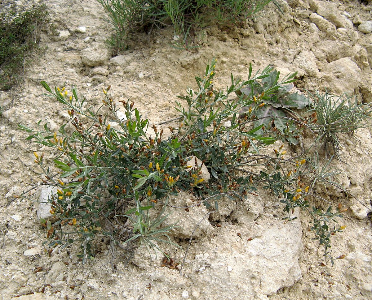Image of Genista tetragona specimen.