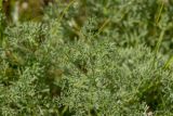 Prangos odontalgica